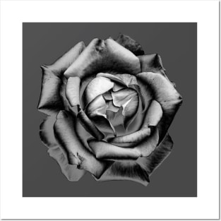 Charcoal Rose Drawing Posters and Art